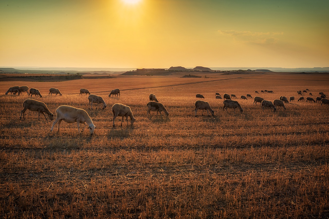 ＂Não há palha para ninguém＂: seca e falta de cereais leva pastores a reduzir ou a ponderar desistir da atividade