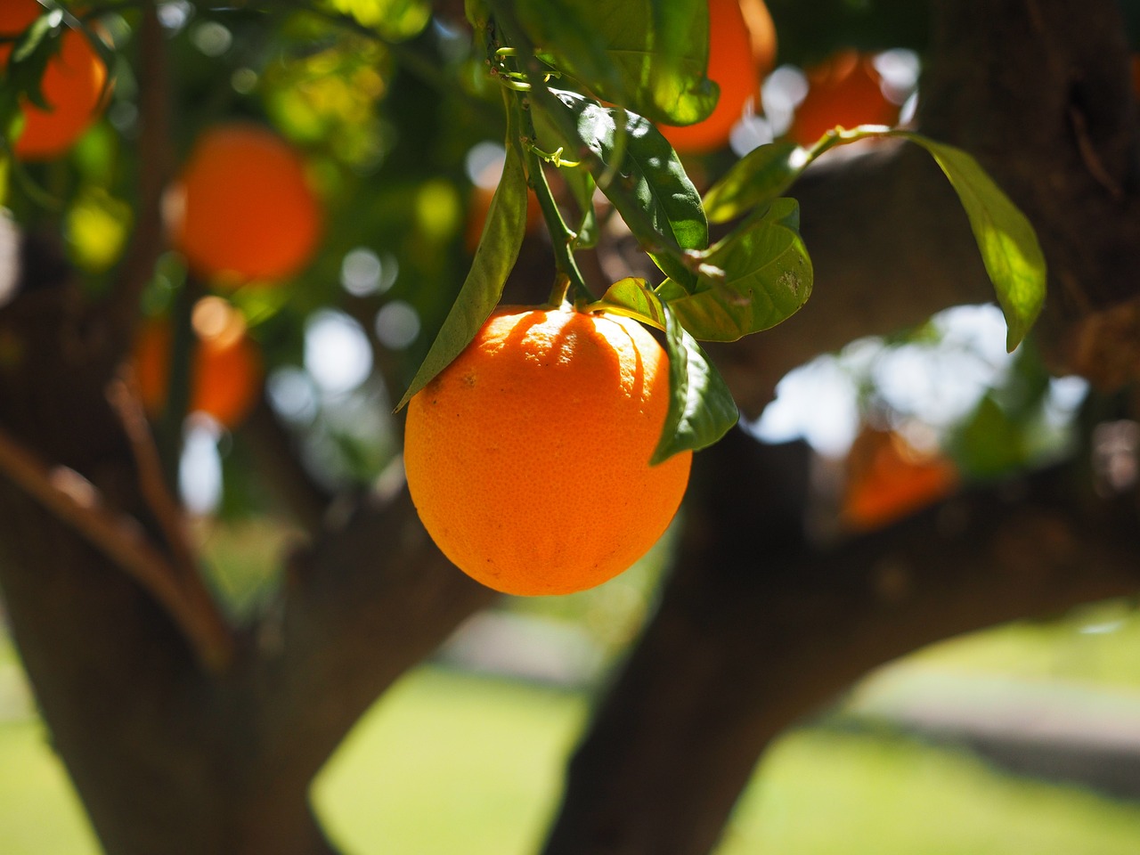 Seca no Algarve vai causar prejuízo de 12 milhões na laranja