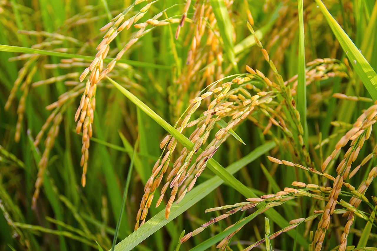 Portugal a salvo da subida acelerada do preço do arroz