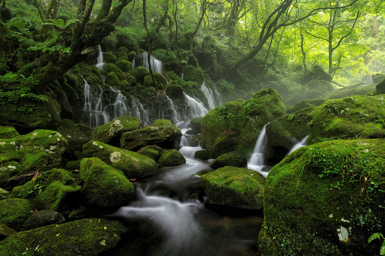 Associações querem renaturalização de reservas naturais