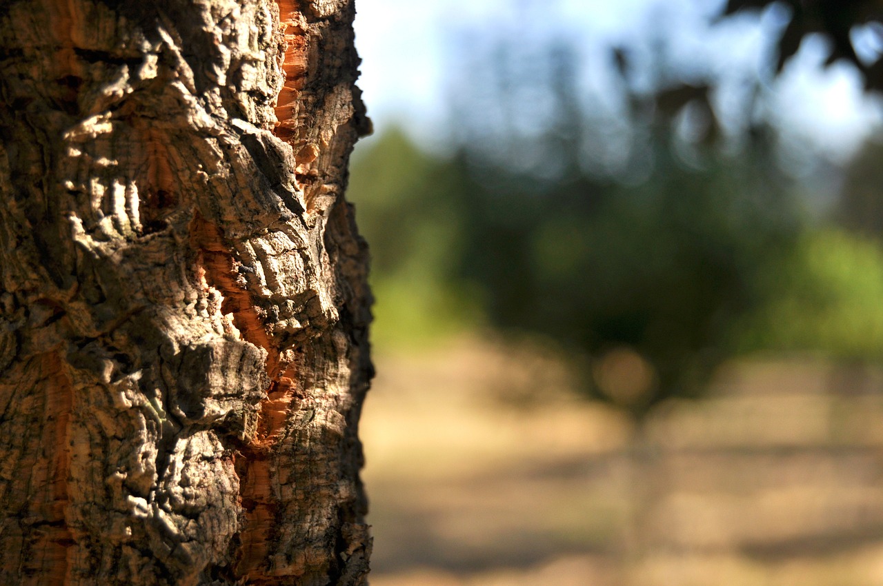 Recuperar floresta de Tavira: semeados 10 quilos de sobreiros em área ardida