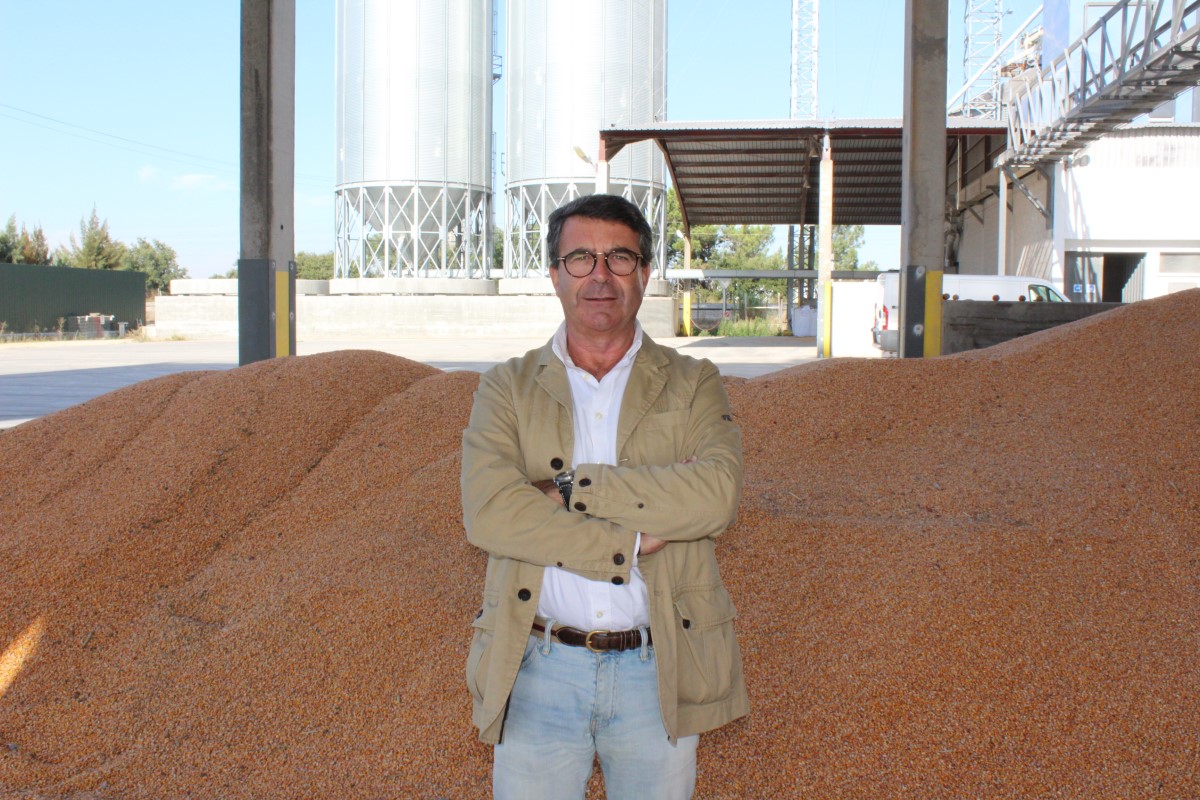 Produção de milho baixa em Portugal. As causas: seca e javalis