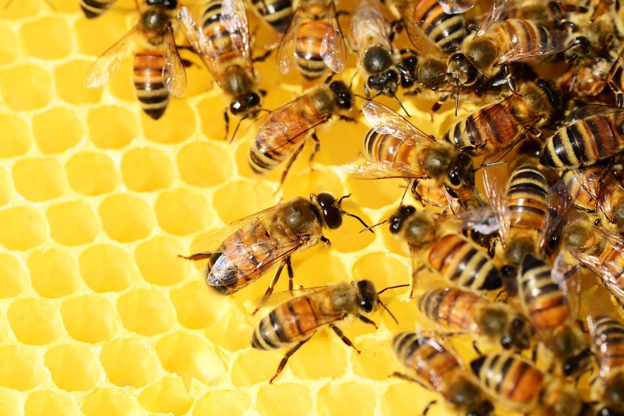 PS propõe apoio aos apicultores para compensar ＂elevados custos de produção＂