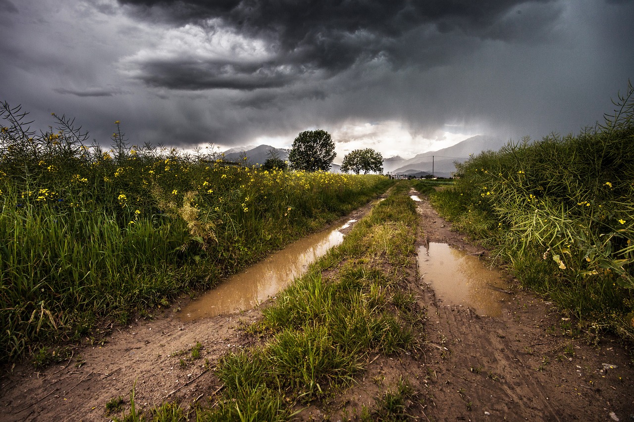 Seca: Chuva “é uma bênção” para pastagens no Ribatejo mas insuficiente para os agricultores