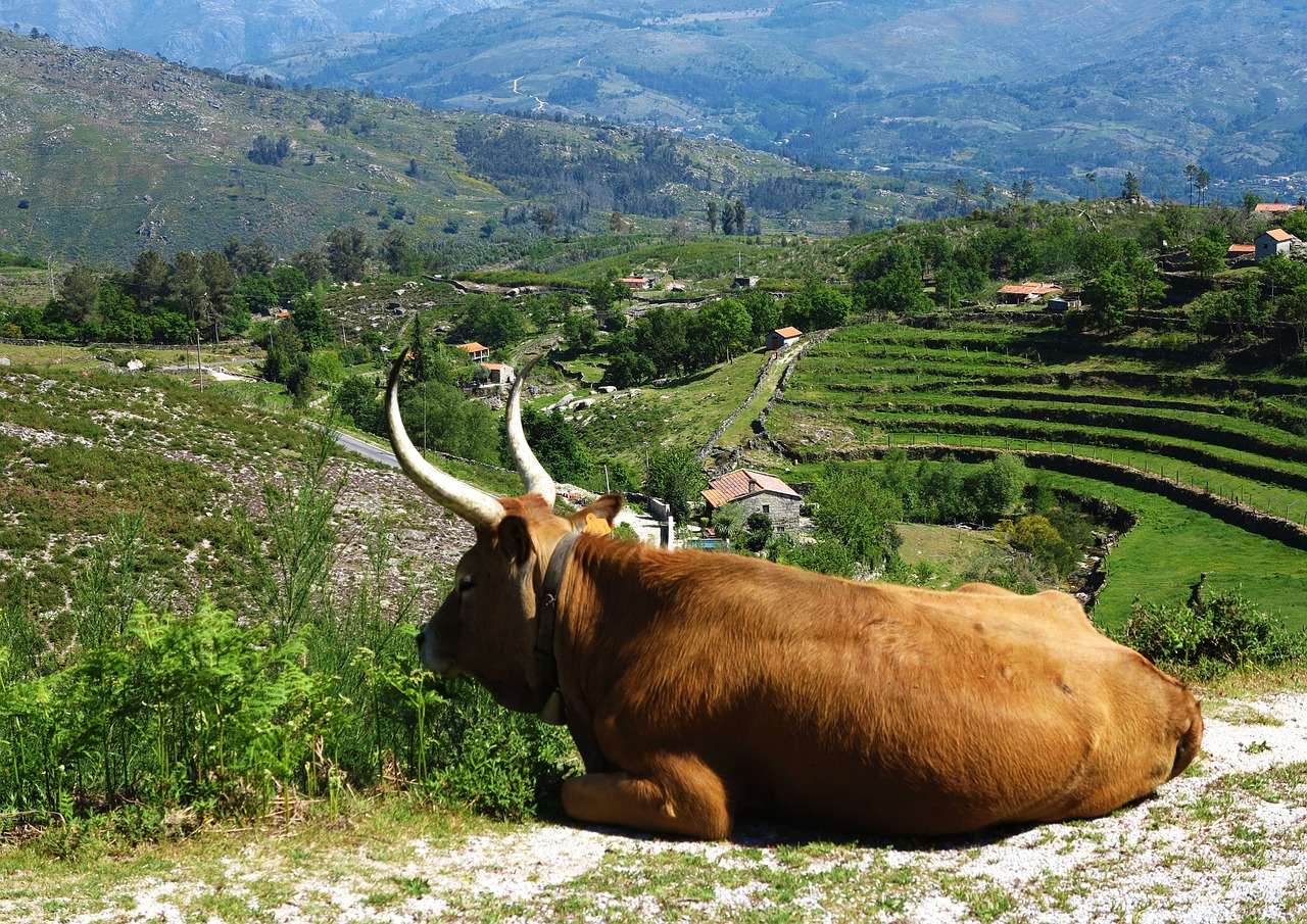 A importância das raças autóctones de bovinos