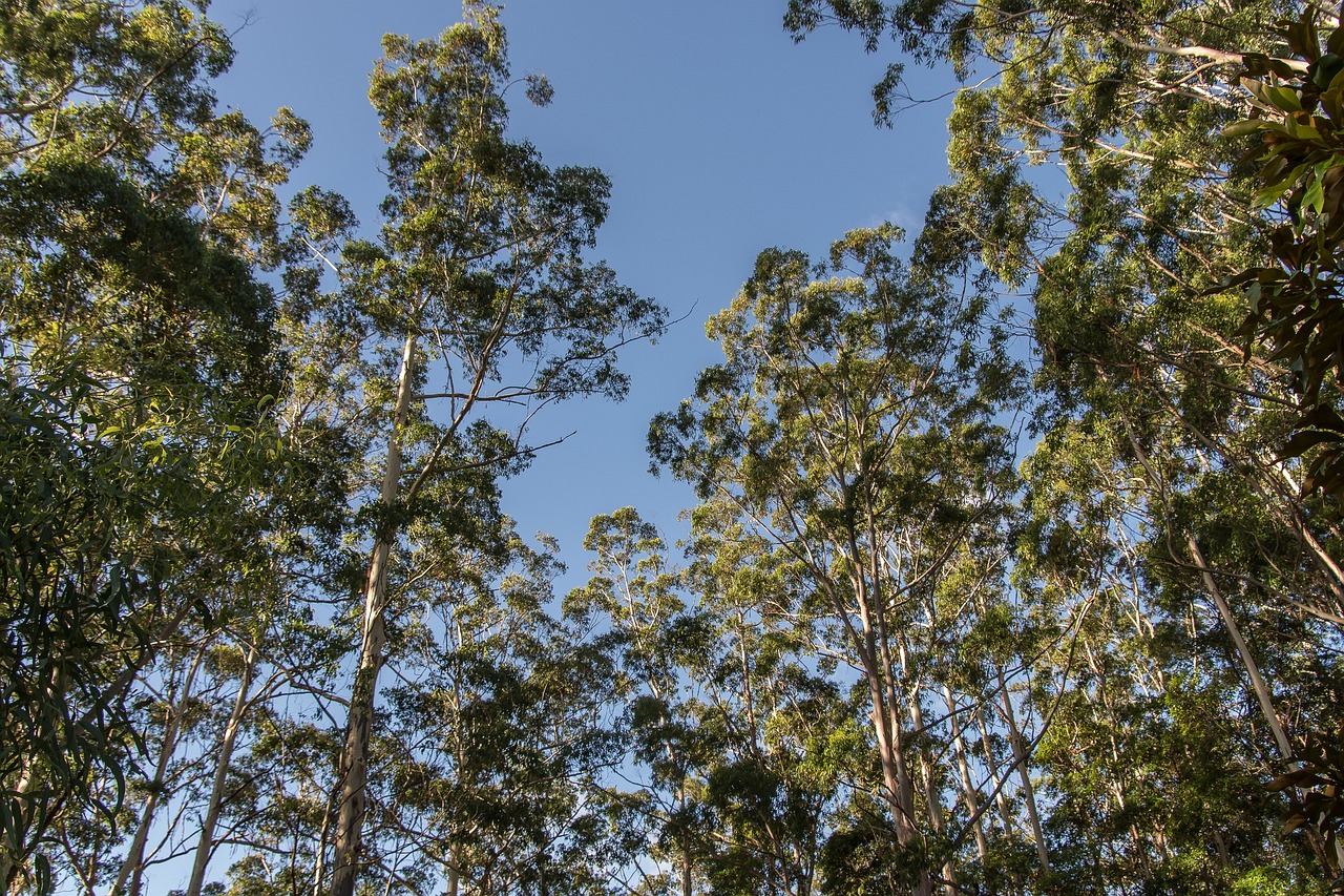 Portugal tem 400 mil hectares de eucalipto ao abandono