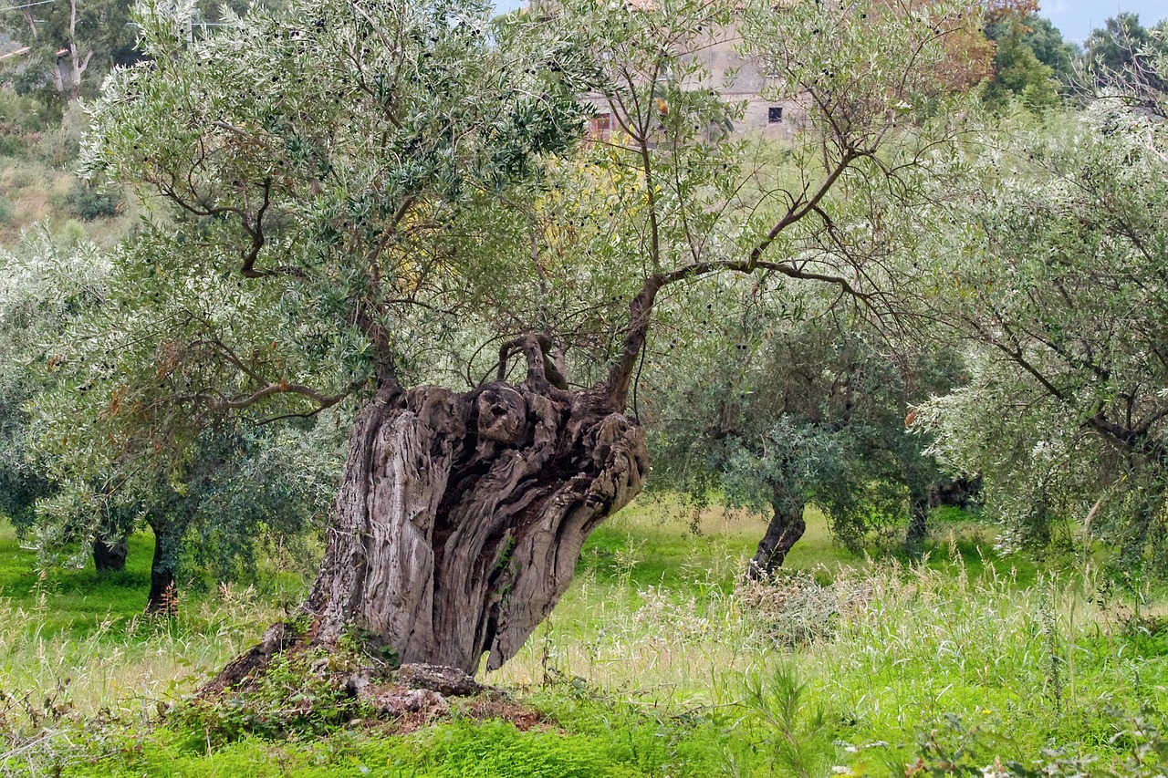 A beleza imperfeita das oliveiras da Capela de Santo Amaro