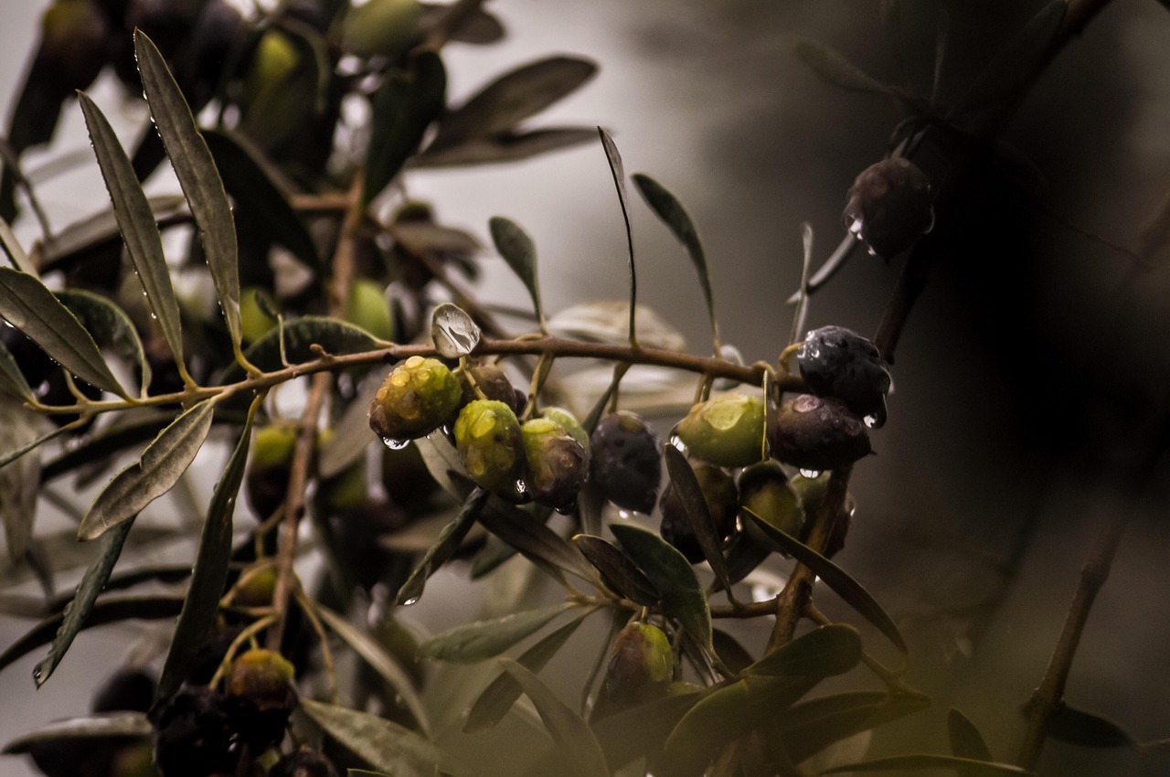 É proibido apanhar azeitona à noite nos olivais superintensivos de Portugal, insiste ICNF