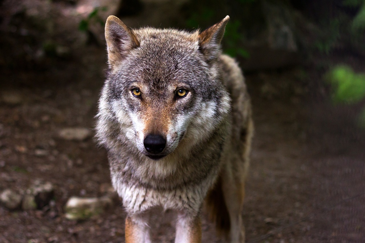 Só na região Norte há 300 lobos ibéricos, um ＂predador de topo＂ - ICNF