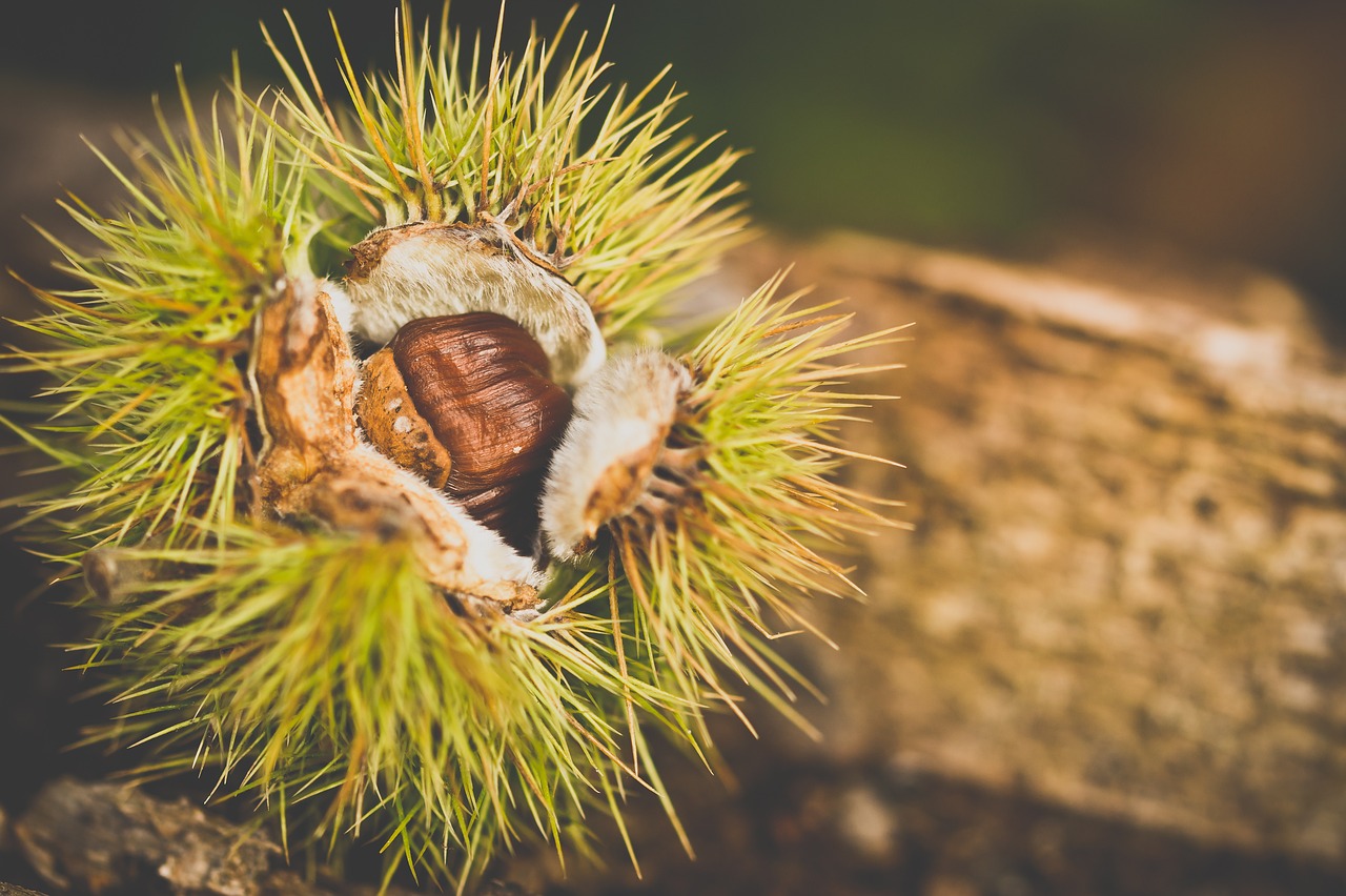 Produtores falam em ano de miséria por quebra de produção de castanha em Valpaços