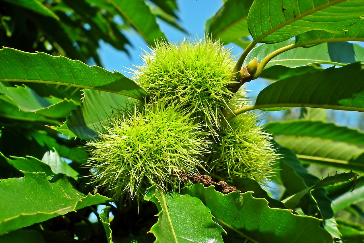 Depois das azeitonas, furtos no campo chegam às castanhas