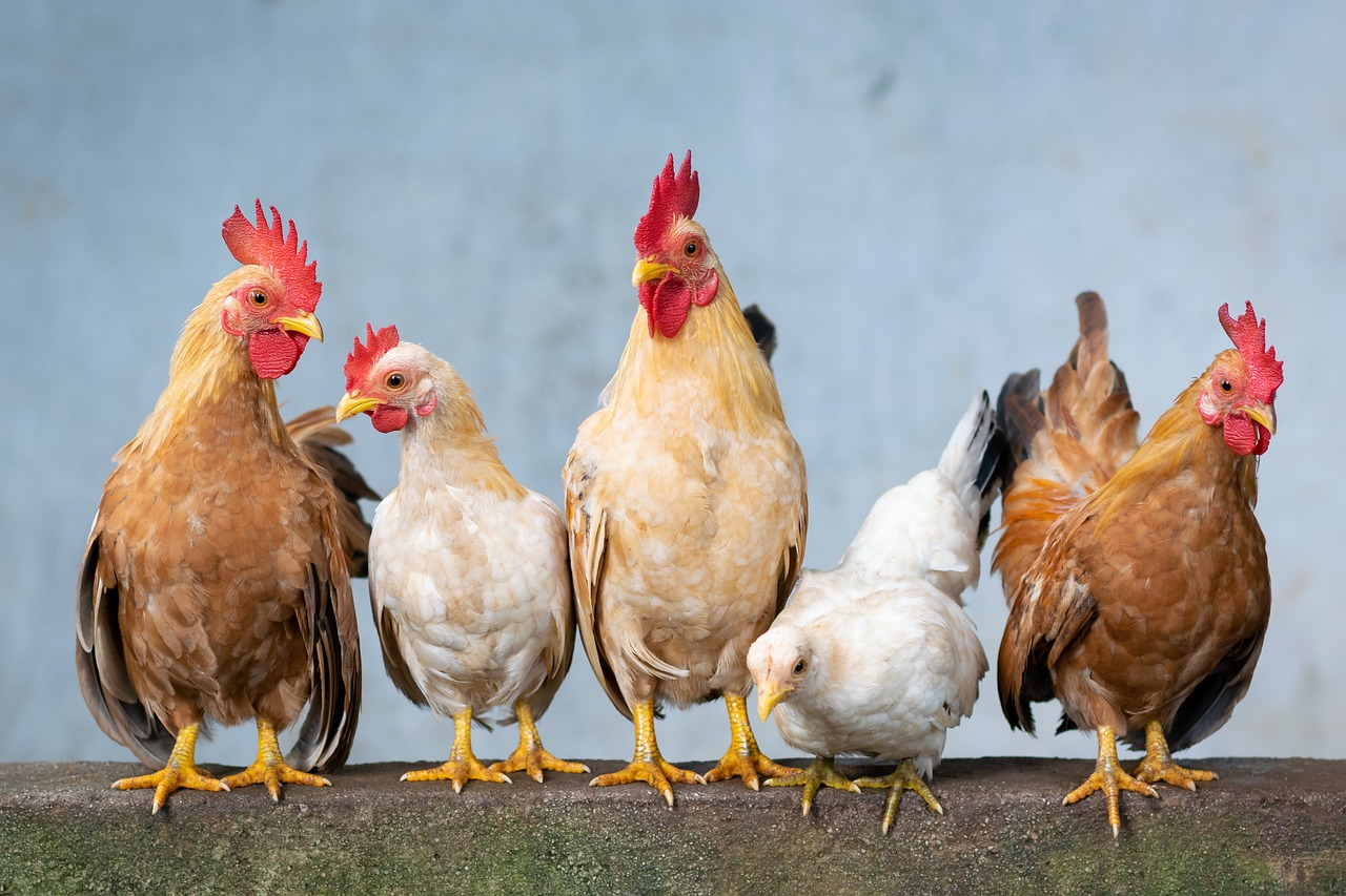 França sobe para elevado nível de risco associado à gripe aviária