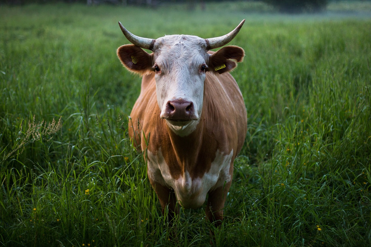 DGAV contabiliza 450 bovinos infetados  por doença hemorrágica epizoótica
