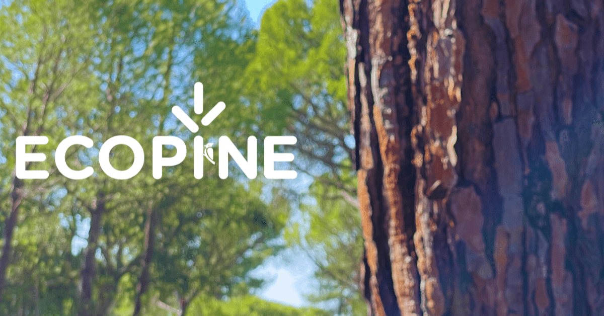 Centro PINUS divulga novo relatório  “ECOPINE | BIO”