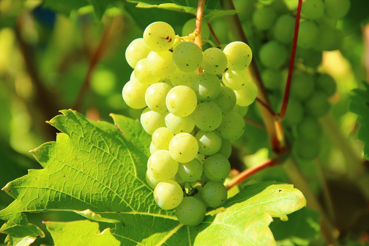 Produção vitivinícola no Algarve contraria a seca e aumenta produção em 05%