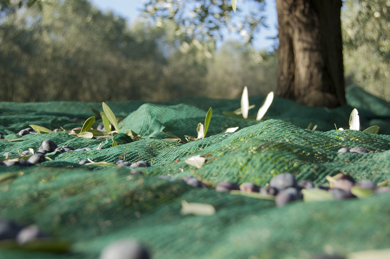Há dois anos que a colheita de azeitona cai em Valpaços e preocupa agricultores