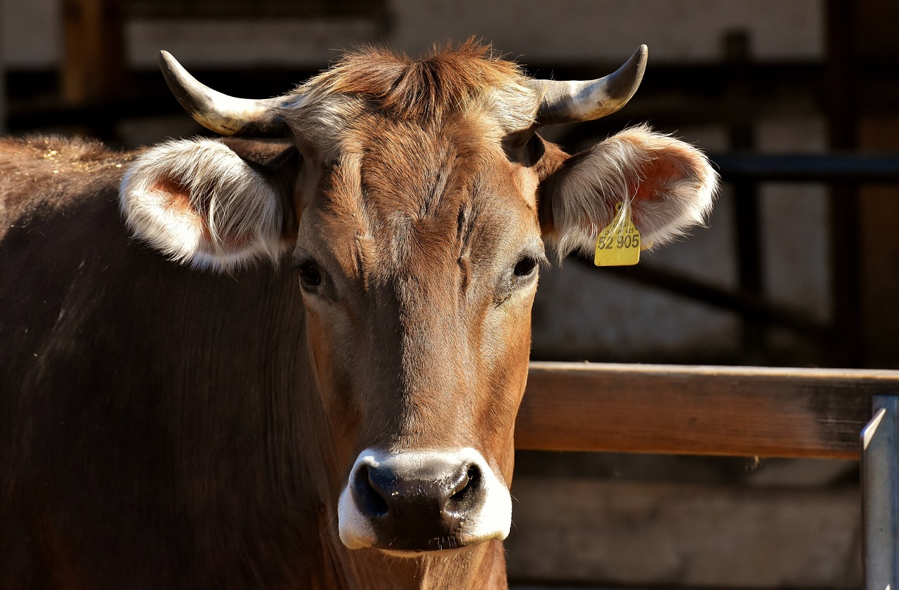 Vacas loucas. Exportação de carne de vaca irlandesa para a China suspensa