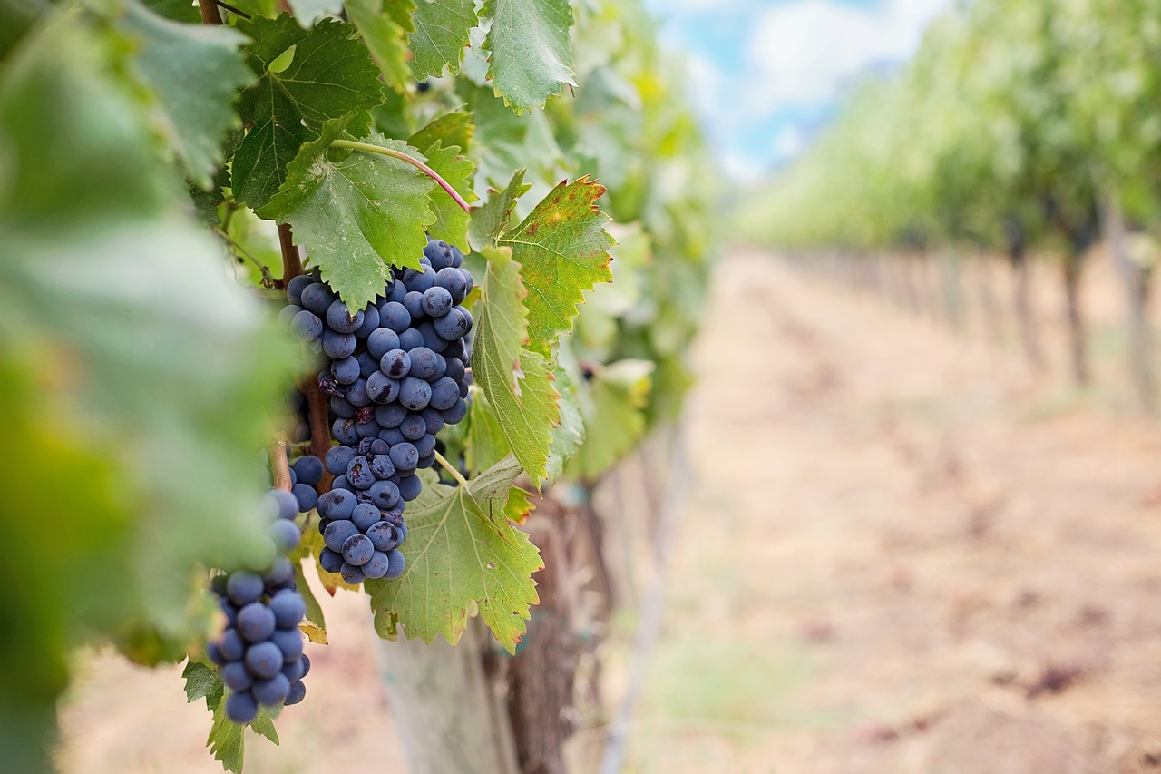 Como criar mais valor na vinha e no vinho? AESE Business School leva casos de estudo a colóquio em Viseu