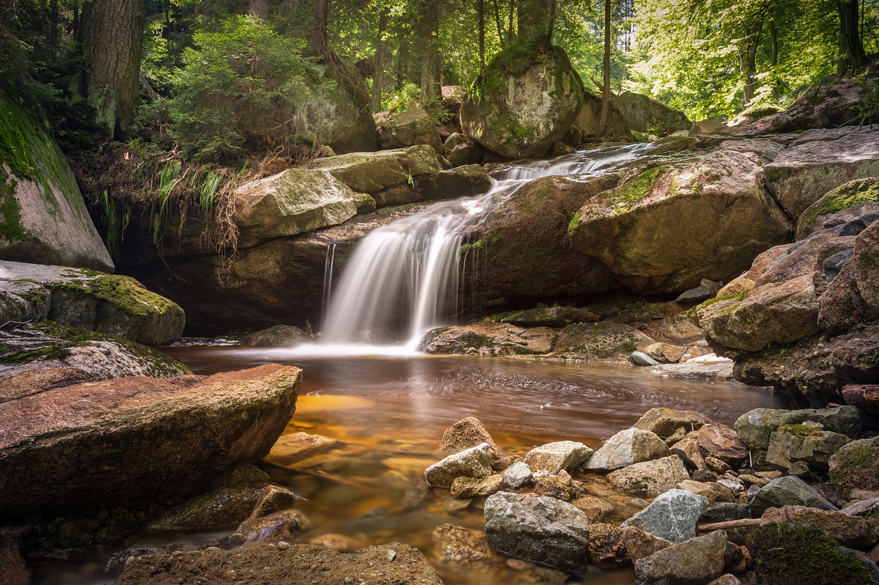 Dia Internacional da Floresta e Dia Mundial da Água assinalados hoje na Guarda