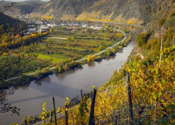 vineyards river