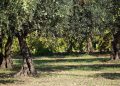 olive tree
