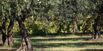 olive tree