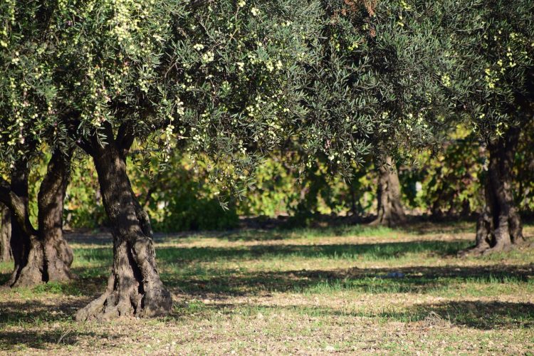 olive tree