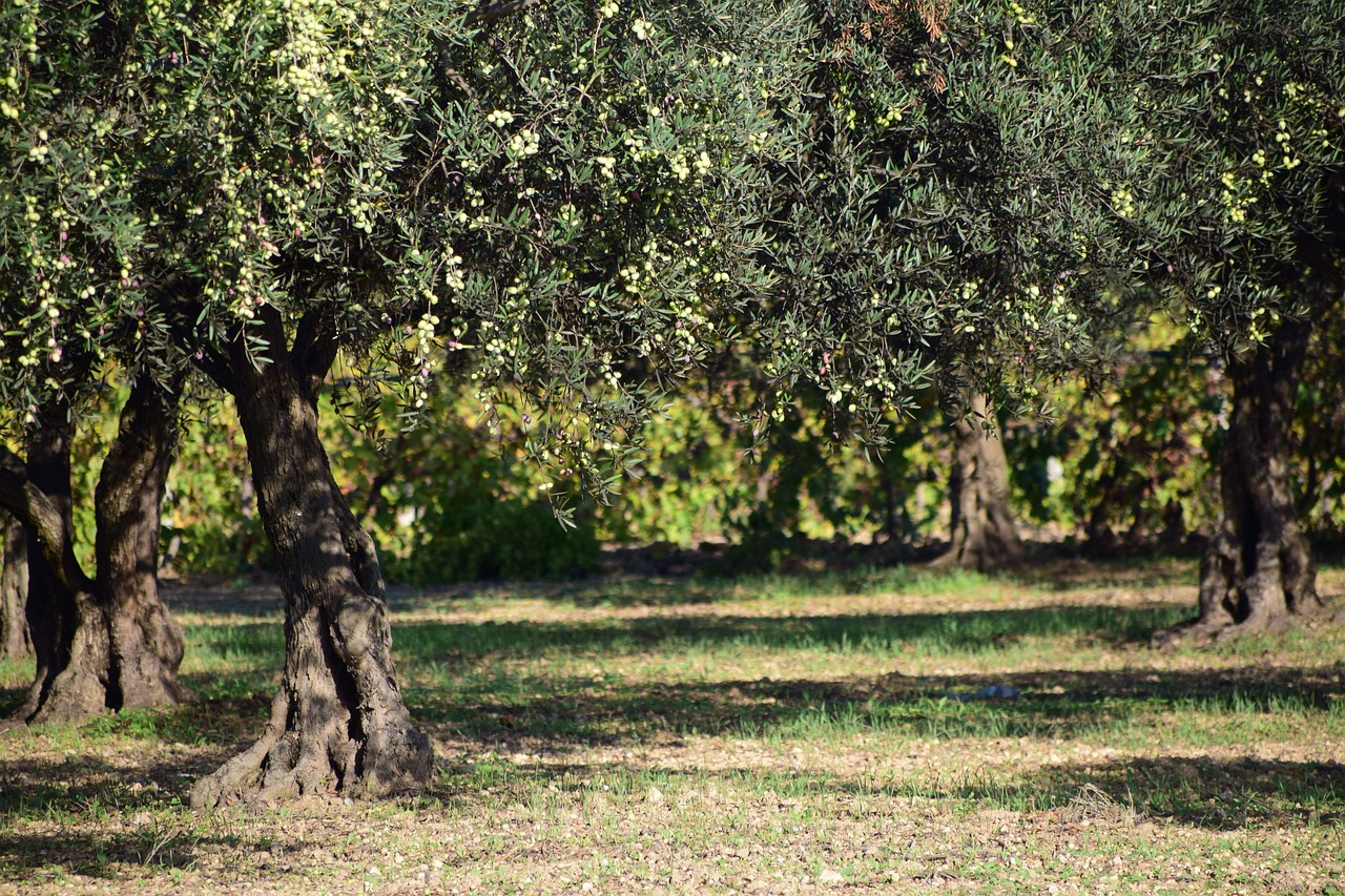 Xylella fastidiosa: Ajudas para operadores profissionais