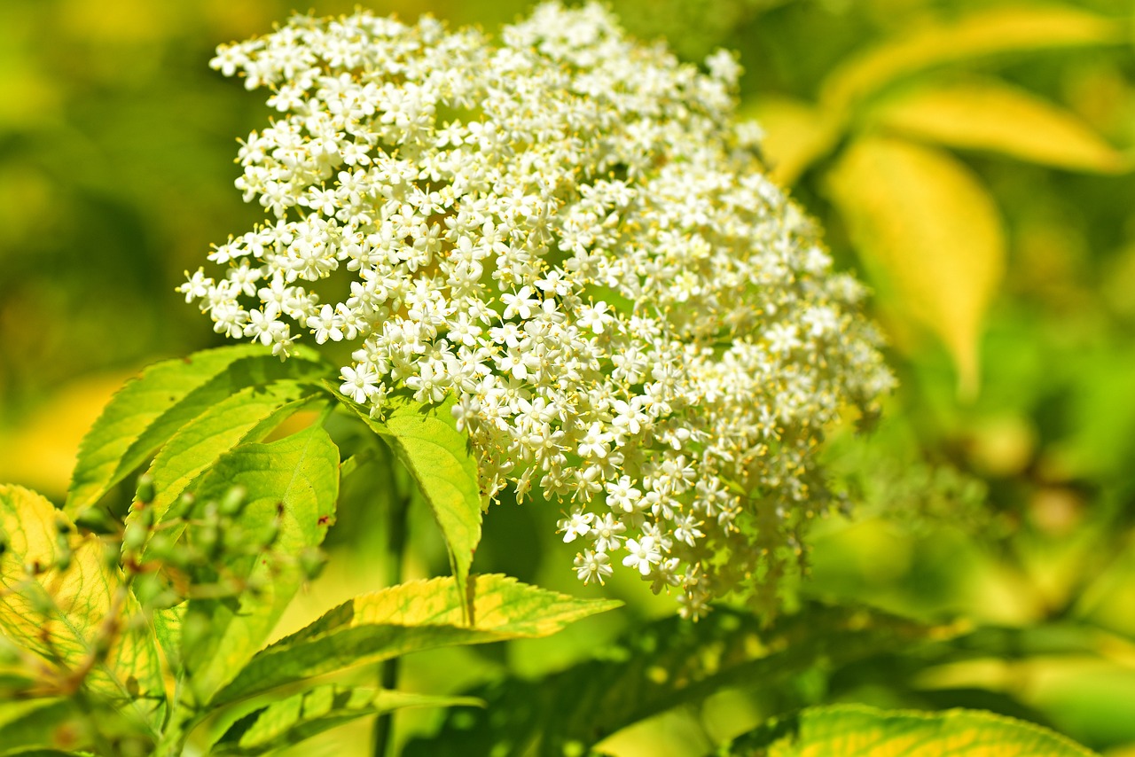 Sambucus Valor: valorizar a cultura, flor e baga de sabugueiro