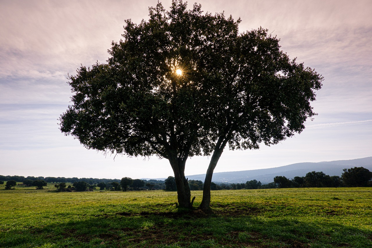 A floresta do futuro está a nascer na Bélgica