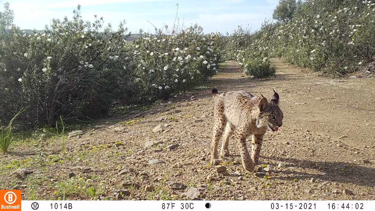 Conservação da Natureza desenvolve tecnologia para reduzir atropelamento de linces