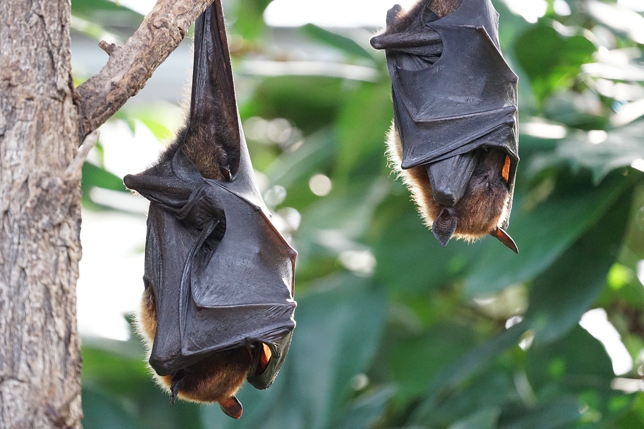 Pequenos, peludos e voadores: os morcegos caçam as pragas agrícolas na Madeira