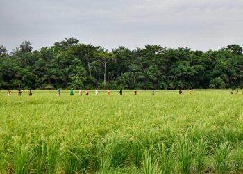 Landa Guine homepage