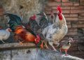 chicken