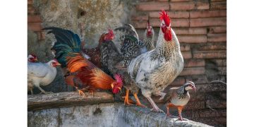 chicken