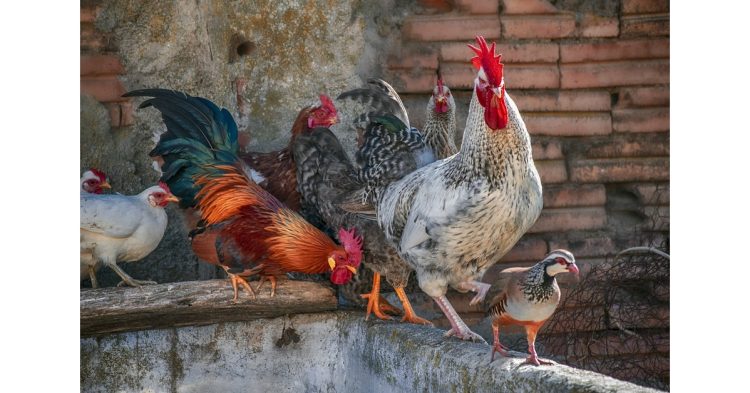 chicken