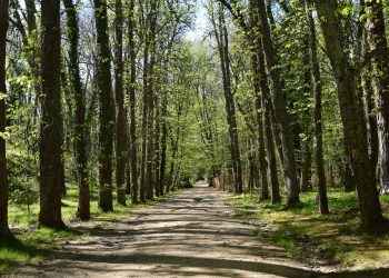 forest