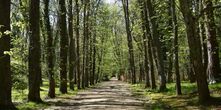 forest
