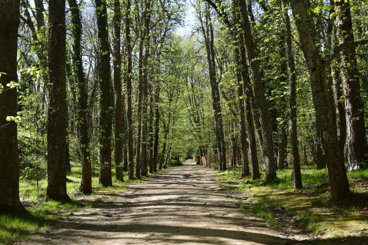 forest