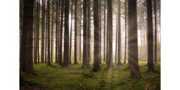 forest