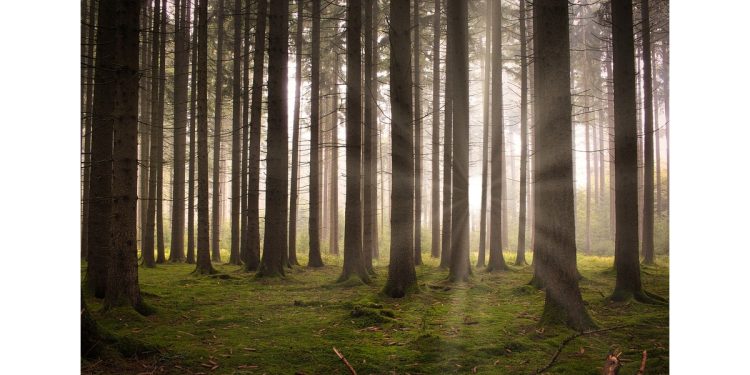 forest