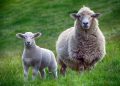 sheep