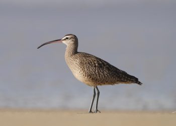 eurasian whimbrel