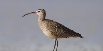 eurasian whimbrel