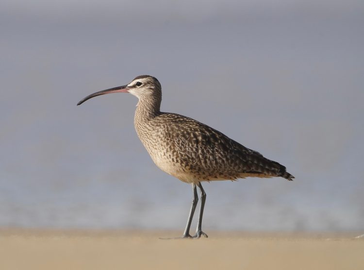 eurasian whimbrel