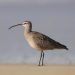 eurasian whimbrel