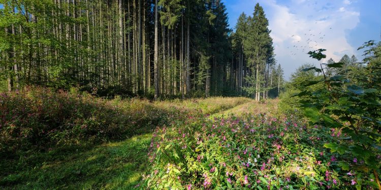 forest