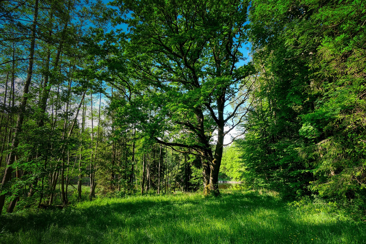 forest