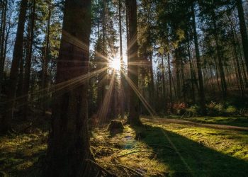forest