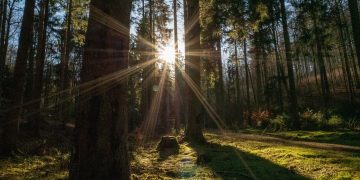 forest